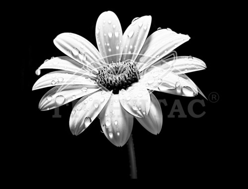 Пример 65 Цветы - фото