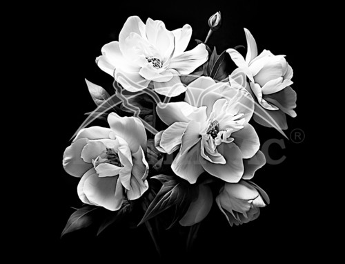 Пример 69 Цветы - фото