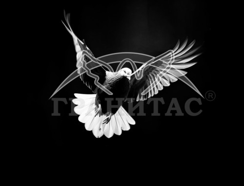 Пример 71 Голубь - фото