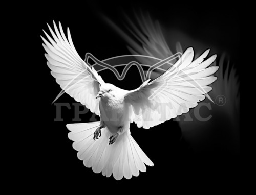 Пример 72 Голубь - фото