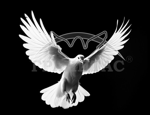 Пример 73 Голубь - фото