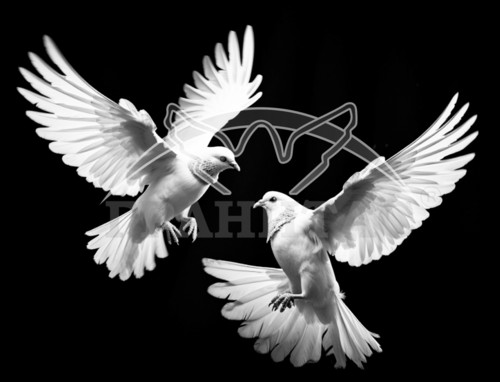 Пример 74 Голубь - фото