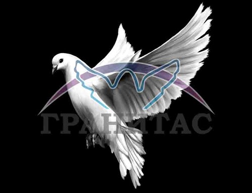 Пример 6 Голубь - фото